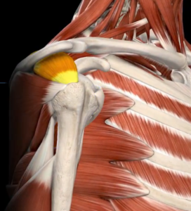 supraespinhal-manguito-rotador-dor-ombro-ortopedista-campo-grande-ms-joao-basmage
