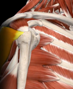 infraespinhal-manguito-rotador-dor-ombro-ortopedista-campo-grande-ms-joao-basmage